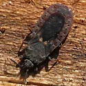 Neuroctenus hopkinsi - photo 2