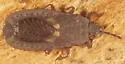 Neuroctenus hopkinsi - photo 3