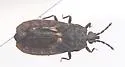 Neuroctenus hopkinsi - photo 4