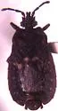 Neuroctenus pseudonymus