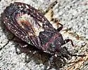 Neuroctenus pseudonymus - photo 2