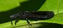 Neuroctenus pseudonymus - photo 4
