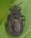 Neuroctenus pseudonymus - photo 5