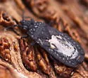 Neuroctenus simplex