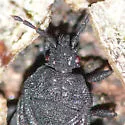 Neuroctenus simplex - photo 2
