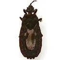 Neuroctenus simplex - photo 3