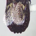 Neuroctenus simplex - photo 5