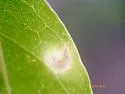 Neurolipa randiella - Hodges#0659 - photo 4