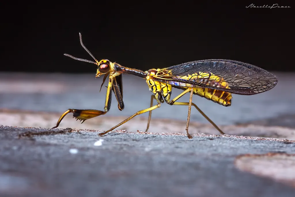 Antlions, Lacewings, and Allies - Neuroptera