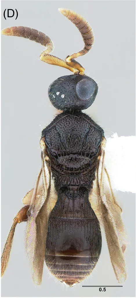 Neuroscelionidae - photo 2