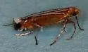 Neurostrota gunniella - Hodges#0646 - photo 2