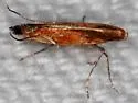Neurostrota gunniella - Hodges#0646 - photo 3