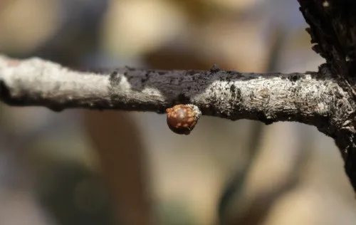 Neuroterus alexandrae