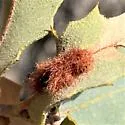 Neuroterus aliceae