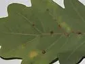 Oyster Gall Wasp