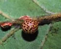 Oyster Gall Wasp - photo 2