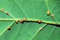 Oyster Gall Wasp - photo 3