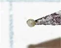 Oyster Gall Wasp - photo 4