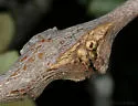 Split Twig Gall Wasp