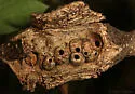 Split Twig Gall Wasp - photo 2