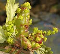 Succulent Gall Wasp