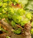Succulent Gall Wasp - photo 2