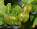 Succulent Gall Wasp - photo 3