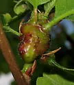 Succulent Gall Wasp - photo 4