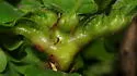 Succulent Gall Wasp - photo 5