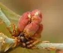 Neuroterus minutus