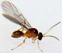 Neuroterus minutus - photo 2