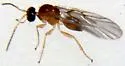 Neuroterus minutus - photo 3