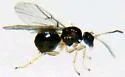 Neuroterus minutus - photo 4