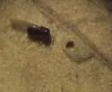 Neuroterus niger