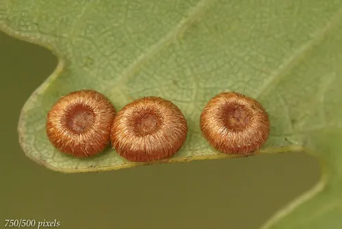 Silk-Button Spangle Gall Wasp