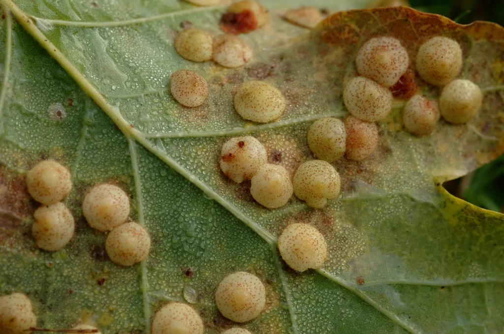 Neuroterus quercusbaccarum - photo 2