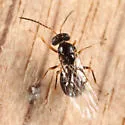 Neuroterus quercusbatatus
