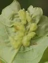 Neuroterus quercusmajalis - photo 4