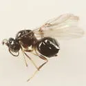 Neuroterus quercusverrucarum