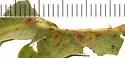 Neuroterus quercusverrucarum - photo 4