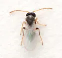 Neuroterus quercusverrucarum - photo 5