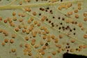 Neuroterus saltarius - photo 3