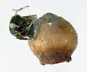 Neuroterus saltarius - photo 5