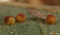California Jumping Gall Wasp