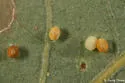 California Jumping Gall Wasp - photo 2