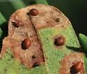 California Jumping Gall Wasp - photo 3