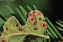 California Jumping Gall Wasp - photo 4