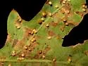 California Jumping Gall Wasp - photo 5