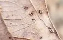 Neuroterus tantulus - photo 3