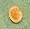 Neuroterus tantulus - photo 4